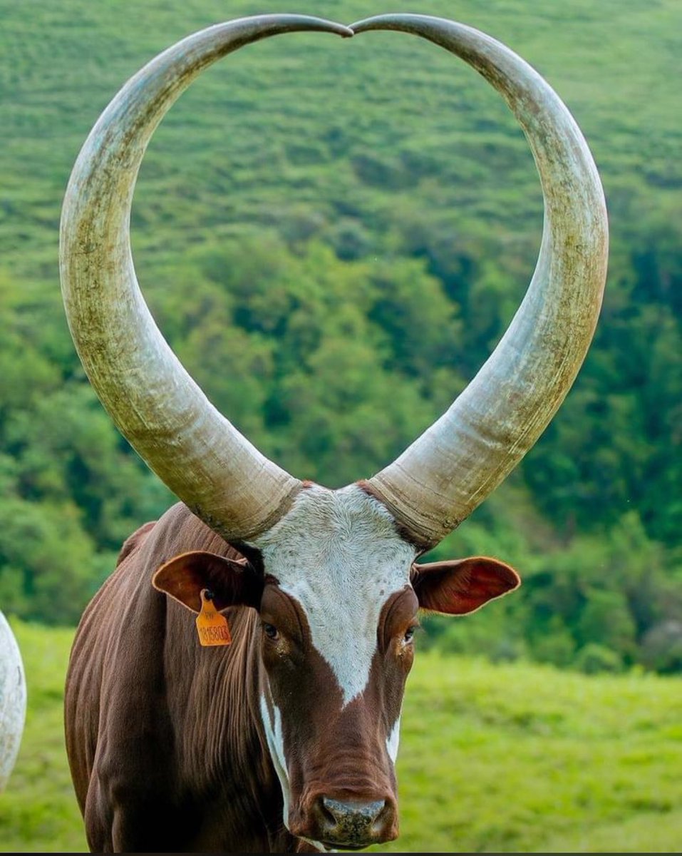 JumbaDrc's tweet photo. Les vaches dans les hauts plateaux de la RDC 🇨🇩
#VisitCongo 🇨🇩 #DestinationRDC
#VisitKivu https://t.co/HVt1gHmVw1