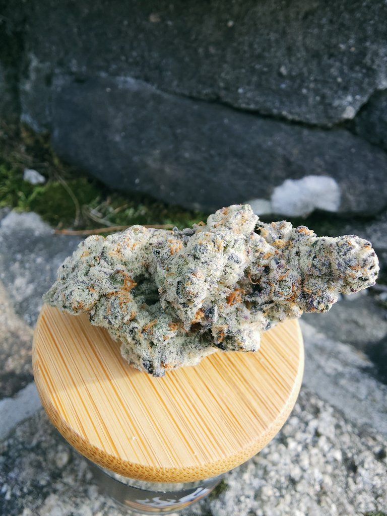 MainelyGenetics's tweet photo. Buzz 14
Gass gass gass
That real gas. Like actual gas in a can thats been sitting for 2 years. ⛽️🔥🔥
✂️cuts on deck✂️✂️
Limited release so get it while you can.
#mainelycuts
#mainelyorganics #SpxExotics #mainelyorganicsgenetics  #cannabisindustry #cannabis #phenohunt https://t.co/log3JbjEqk