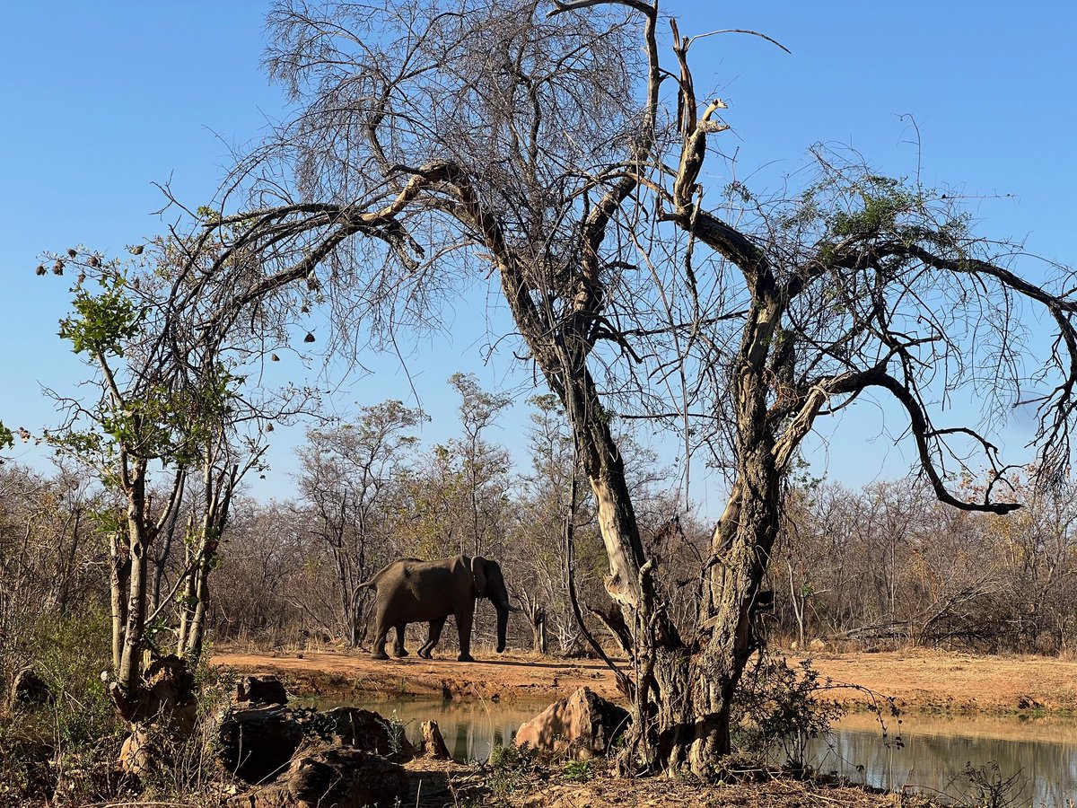 WAPFSA strongly believes that Botswana is one of the last places on earth where wildlife, especially elephants, exist in large numbers, and therefore we believe that Botswana  
should be  preserved as a non-trophy hunting area. wapfsa.org/wapfsa-welcome…