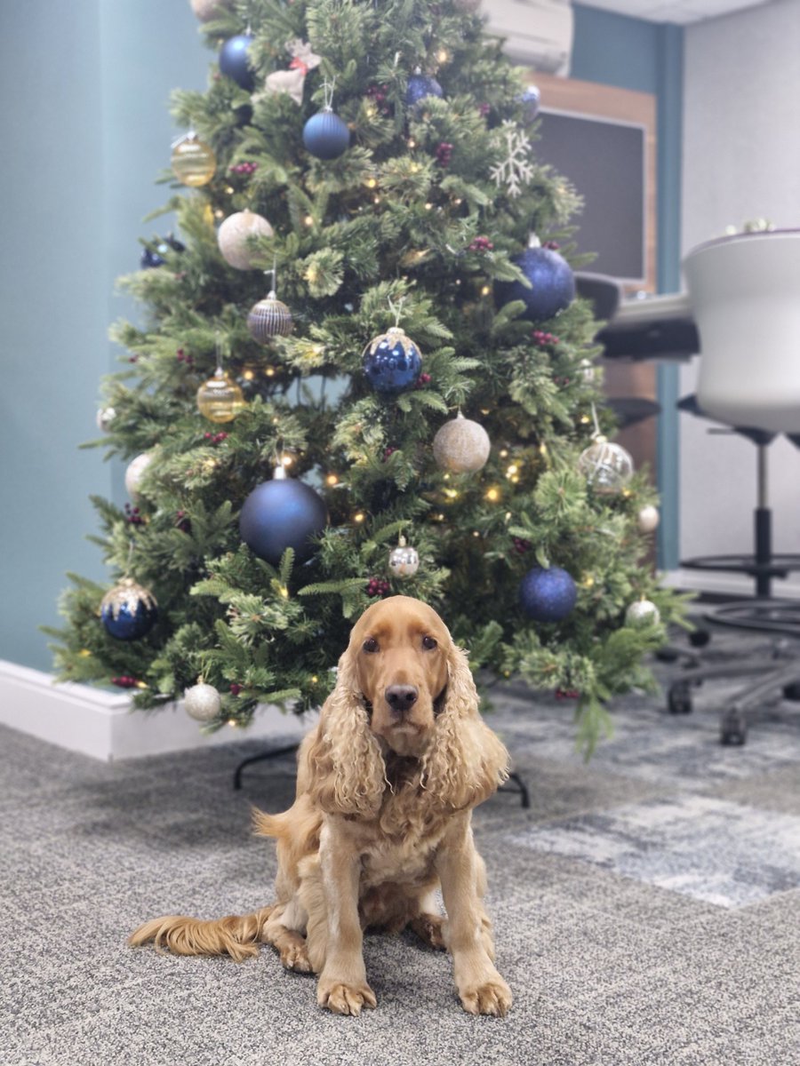 Snowy days bring all the cosy vibes! 
What else can you do besides decorating the office Christmas tree? 🎅❄️ 

#snowday #Christmas #christmasintheoffice
#officetree