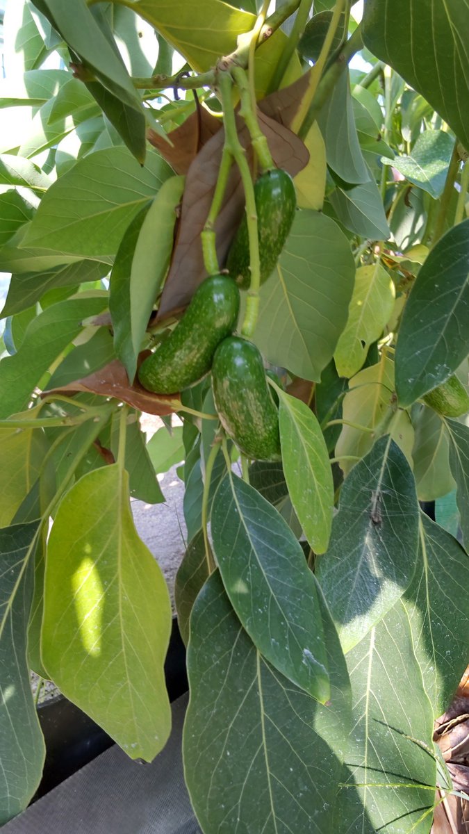 レア熱帯果樹 イラマ Annona macroprophyllata 接ぎ木苗