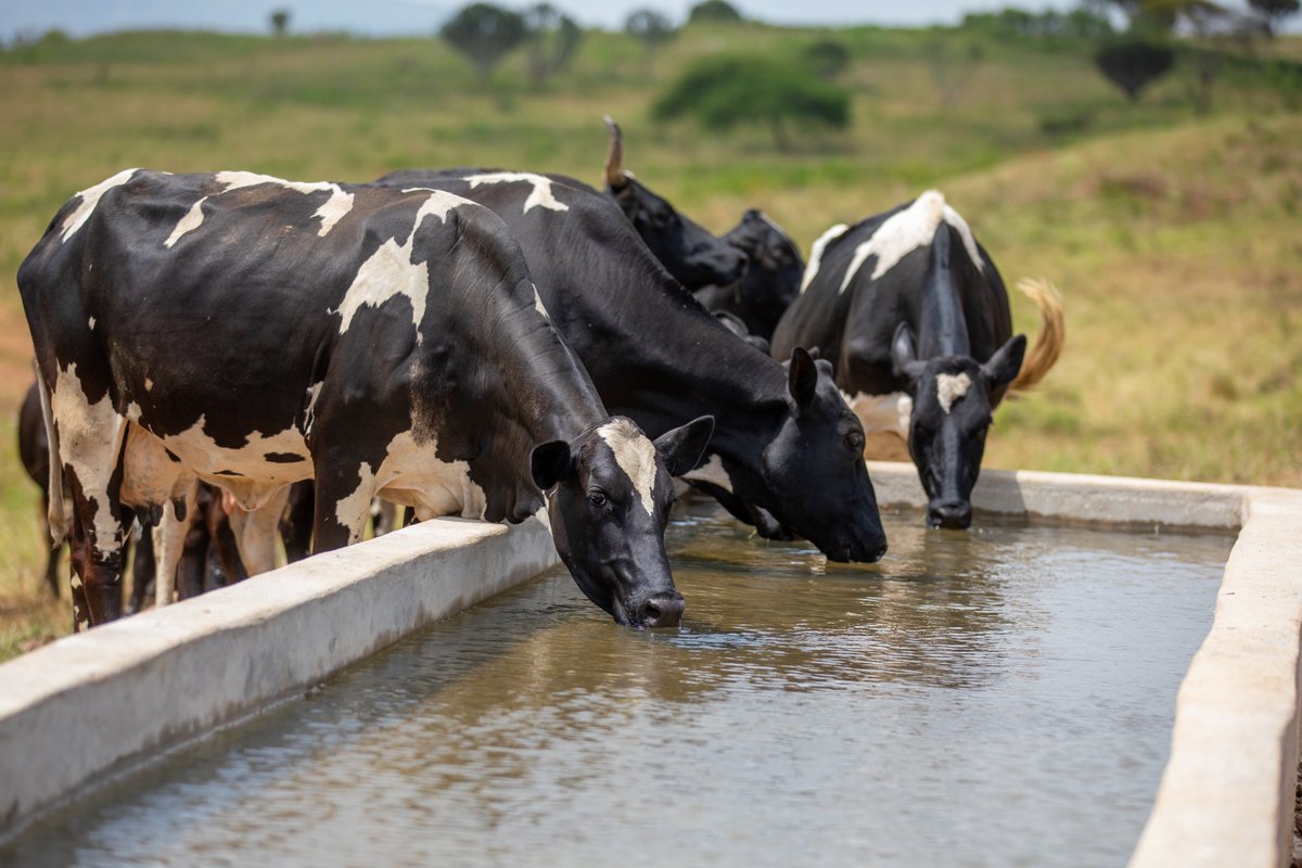 RwandaAgri's tweet photo. Muri iki gihe cy'imvura nyinshi, abahinzi n'aborozi turabibutsa gufata amazi y'imvura no kuyabika neza kugira ngo azabagoboke mu gihe imvura izaba imaze gucika. Mwakoresha ibigega, amashitingi (Dam sheet) n'ibindi. Duhamagare ku murongo utishyurwa 4127 #TurakumvaMuhinziMworozi https://t.co/Qp9q6fVrbU