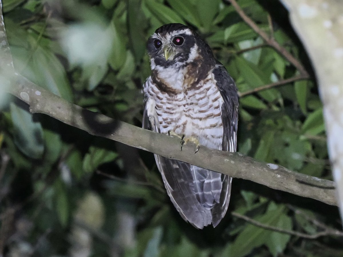 fred_fearn's tweet image. More Peruvian owl action; Band-bellied and Tropical Screech Owls in the early hours this morning.