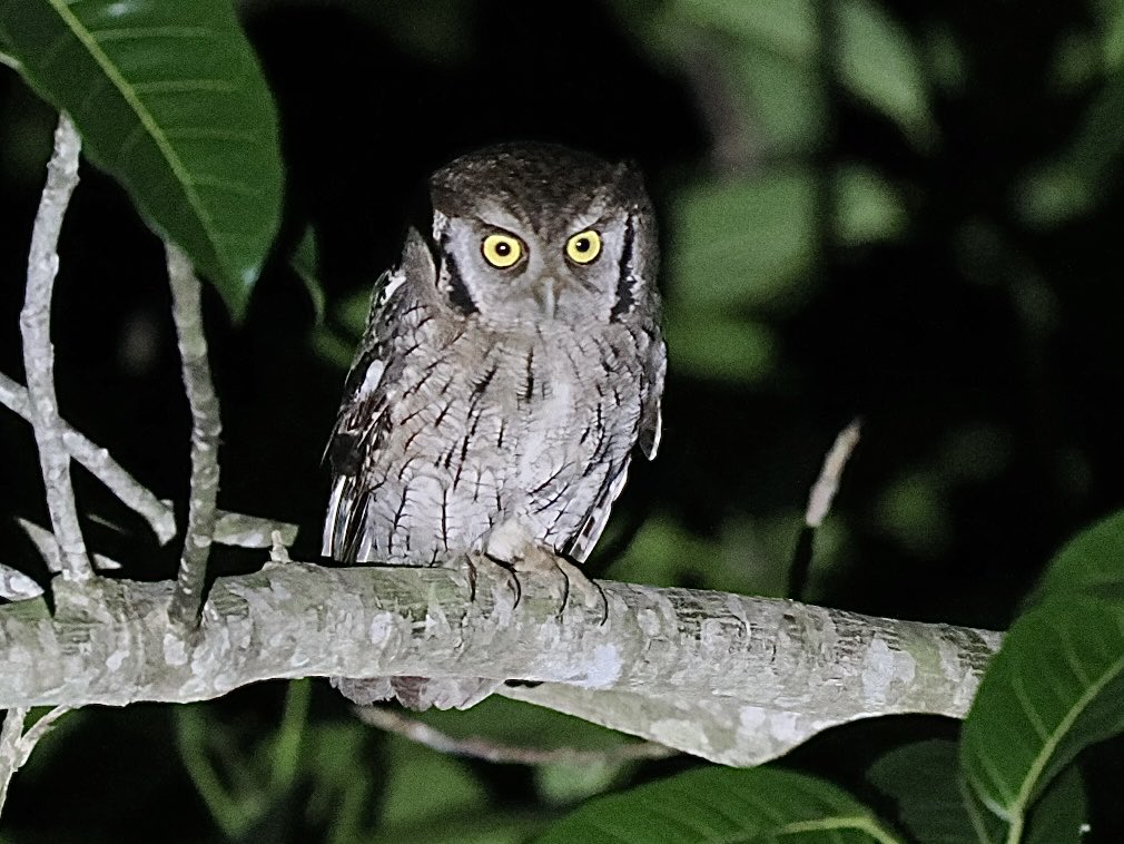 fred_fearn's tweet image. More Peruvian owl action; Band-bellied and Tropical Screech Owls in the early hours this morning.