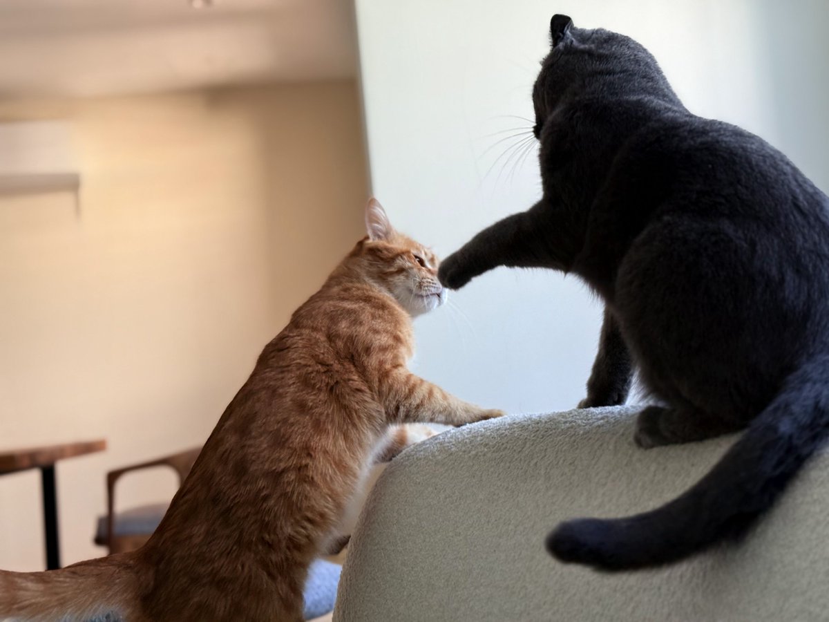 catfoldi's tweet photo. Foldi Token price increase:
Option 1: Playful and Engaging
Orange Tabby vs. Scottish Fold: The Ultimate Furry Showdown! 🥊🐱 And the winner is... $FOLDI! 💰 Token price is on fire! 🔥 #CatFoldi #Crypto #Blockchain #PlayToEarn https://t.co/LUA89kW77l