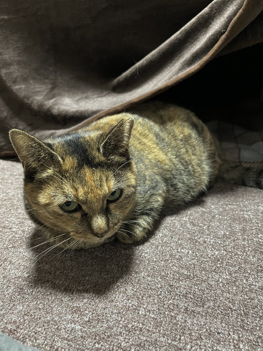 donchintan696's tweet image. そうそう…正月ついついやっちゃうよね
📺🍊😽💤

#メルモ
#こたつねこ