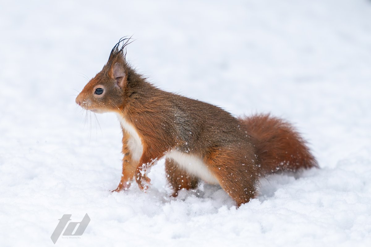 Sefton Coast Red Squirrels tweet media