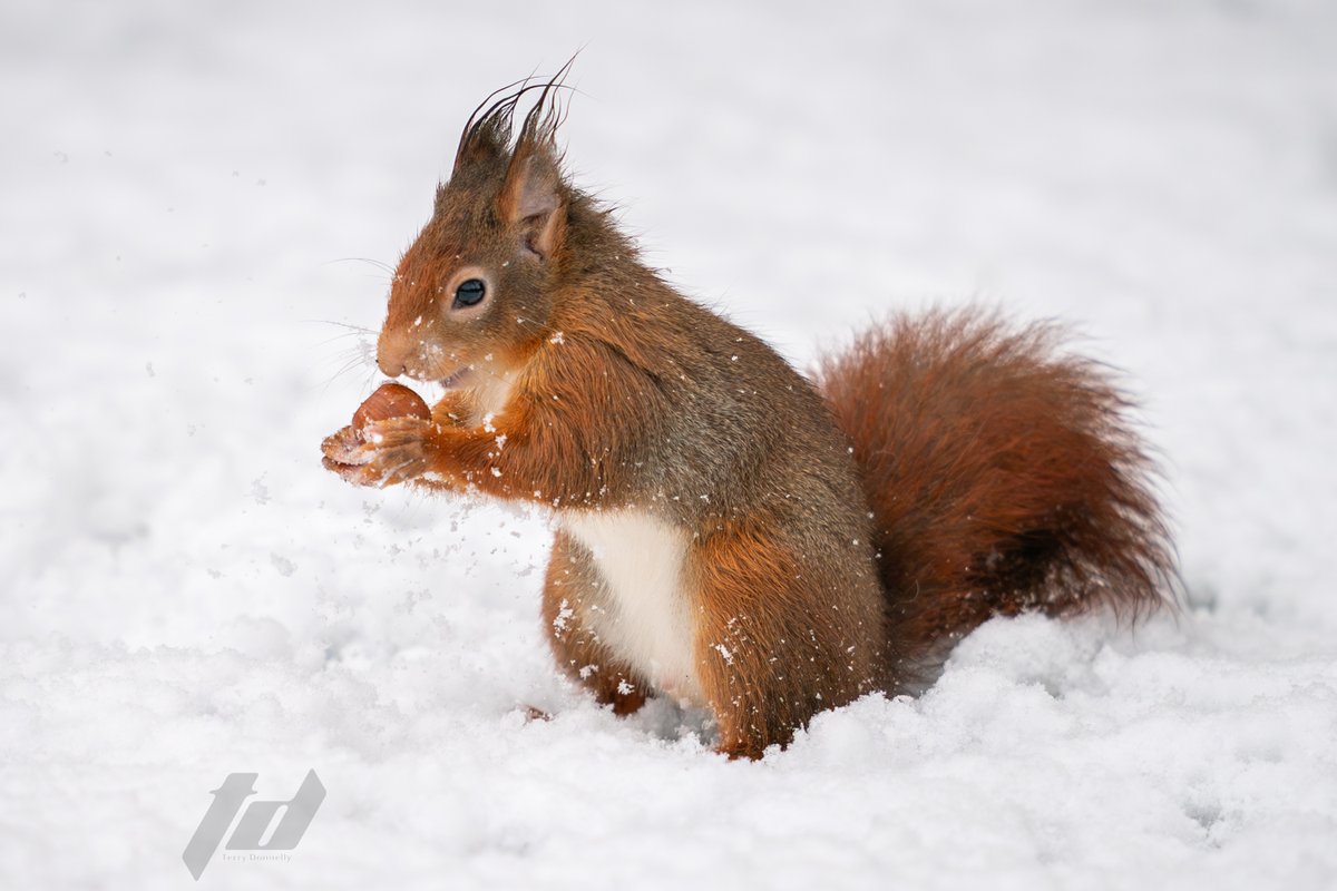 Sefton Coast Red Squirrels tweet media