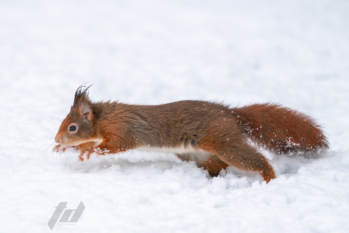Sefton Coast Red Squirrels tweet media