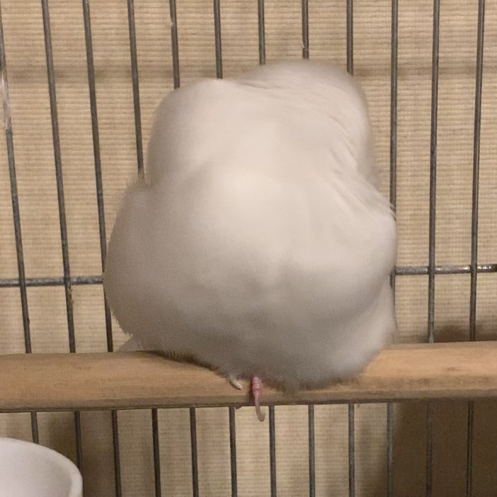 55555kuru's tweet photo. このおだんごが可愛いんだよなぁ🩷
#文鳥 #buncho https://t.co/ZuVcpTnx3z