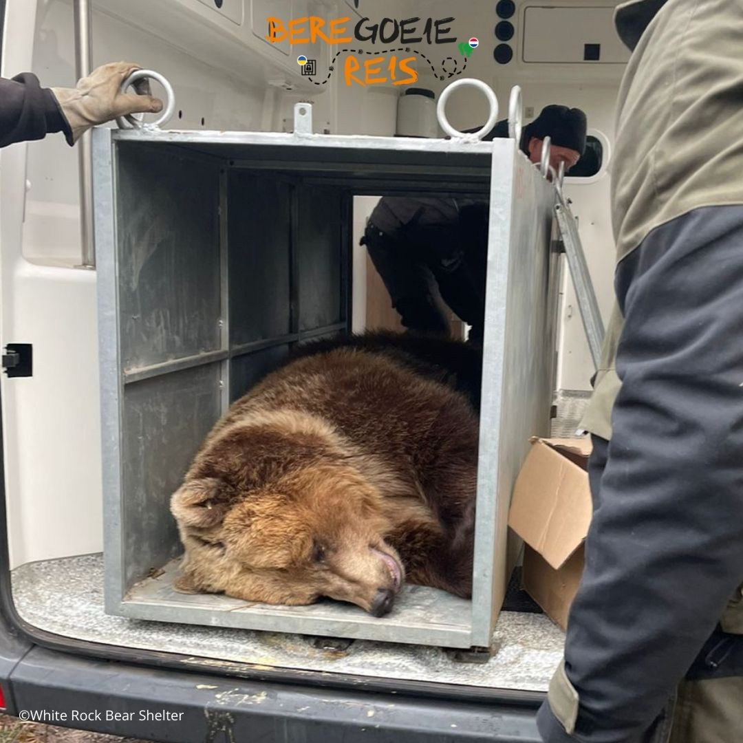 Twee beren gered nabij het oorlogsfront in Oekraïne! 🐻💔
In oktober werden ze uit een privédierentuin geëvacueerd, vlakbij een getroffen gebied. Ze zijn tijdelijk veilig in Bear Sanctuary Domazhyr. In 2025 halen we ze naar Het Berenbos! Help jij mee?
👉 beregoeiereis.nl