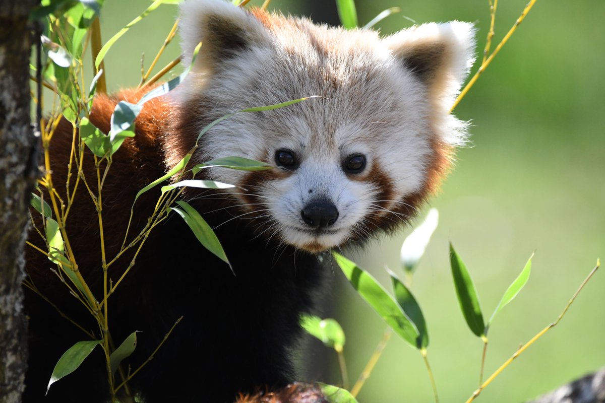 MEET LAYA ❤️

Our new female red panda may be small, but she's already making a big impression!

She'll be sharing the red panda habitat with male Neora, as the pair are part of a breeding programme to help secure the future of their species.

(📸: MNHN Lorie Menard) #RedPanda