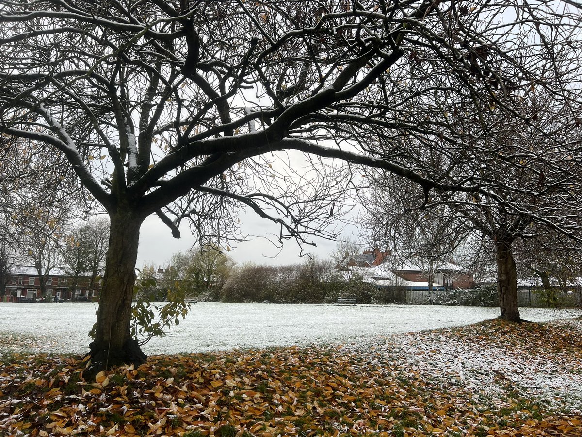Snow and autumn leaves on the park this morning ❄️🍂