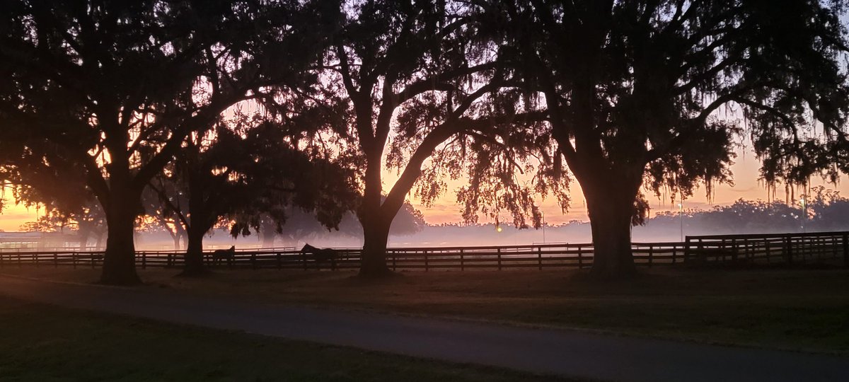 maritoven's tweet photo. Buenos Dias Ocala!❤️ https://t.co/s4fcBCaeUH