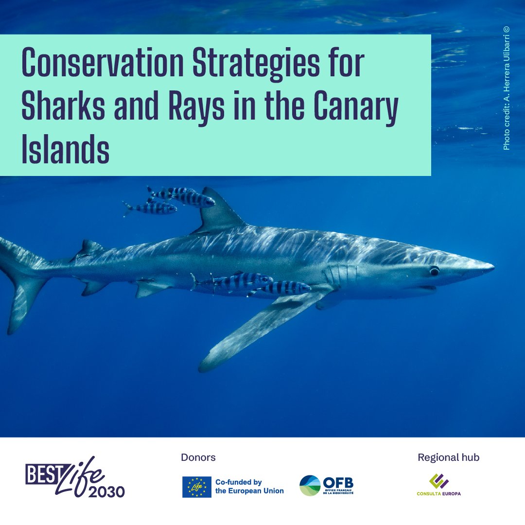🦈 Conservation Strategies for Sharks and Rays in the Canary Islands by @azullatitud

✨This project aims to develop conservation strategies for sharks and rays in the Canary Islands.

🔗More info:  latitudazul.org

#Biodiversity #BESTLIFE2030 #Macaronesia
