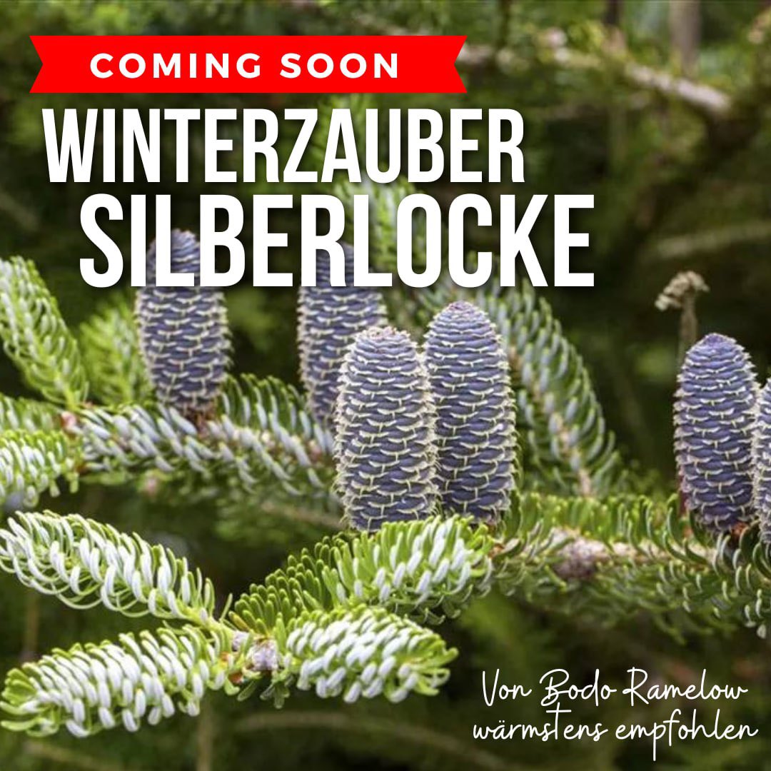 Heute gibt es ein Abendessen in Berlin, auf Einladung eines älteren Herrn. Dabei soll es auch ein ordentliches Glas Wein 🍷 geben. 
Danach wollen sich drei ältere Personen, mit ihrem reichen Erfahrungsschatz aktiv ins Getümmel stürzen. 
„Mission Silberlocke“