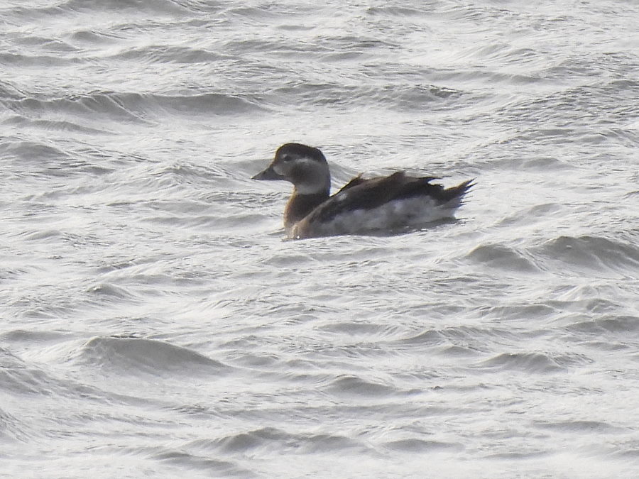 IanFouk's tweet image. Black Guillemot, Long-tailed Duck &amp;amp; Red-throated Diver x3 this morning seen from Pilot Pier, Hartlepool Headland.
The Black Guillemot flew into the harbour at 9.30 am and gradually worked it's way towards the fish quay.
@teesbirds1