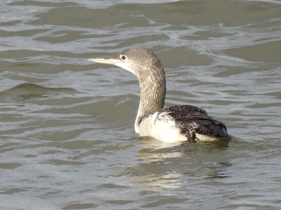 IanFouk's tweet image. Black Guillemot, Long-tailed Duck &amp;amp; Red-throated Diver x3 this morning seen from Pilot Pier, Hartlepool Headland.
The Black Guillemot flew into the harbour at 9.30 am and gradually worked it's way towards the fish quay.
@teesbirds1