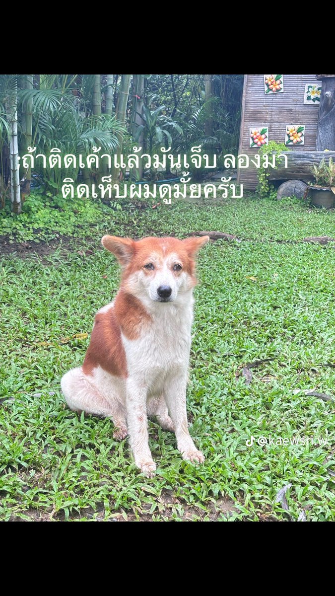 kunkankluay (@dogcontactt) on Twitter photo 