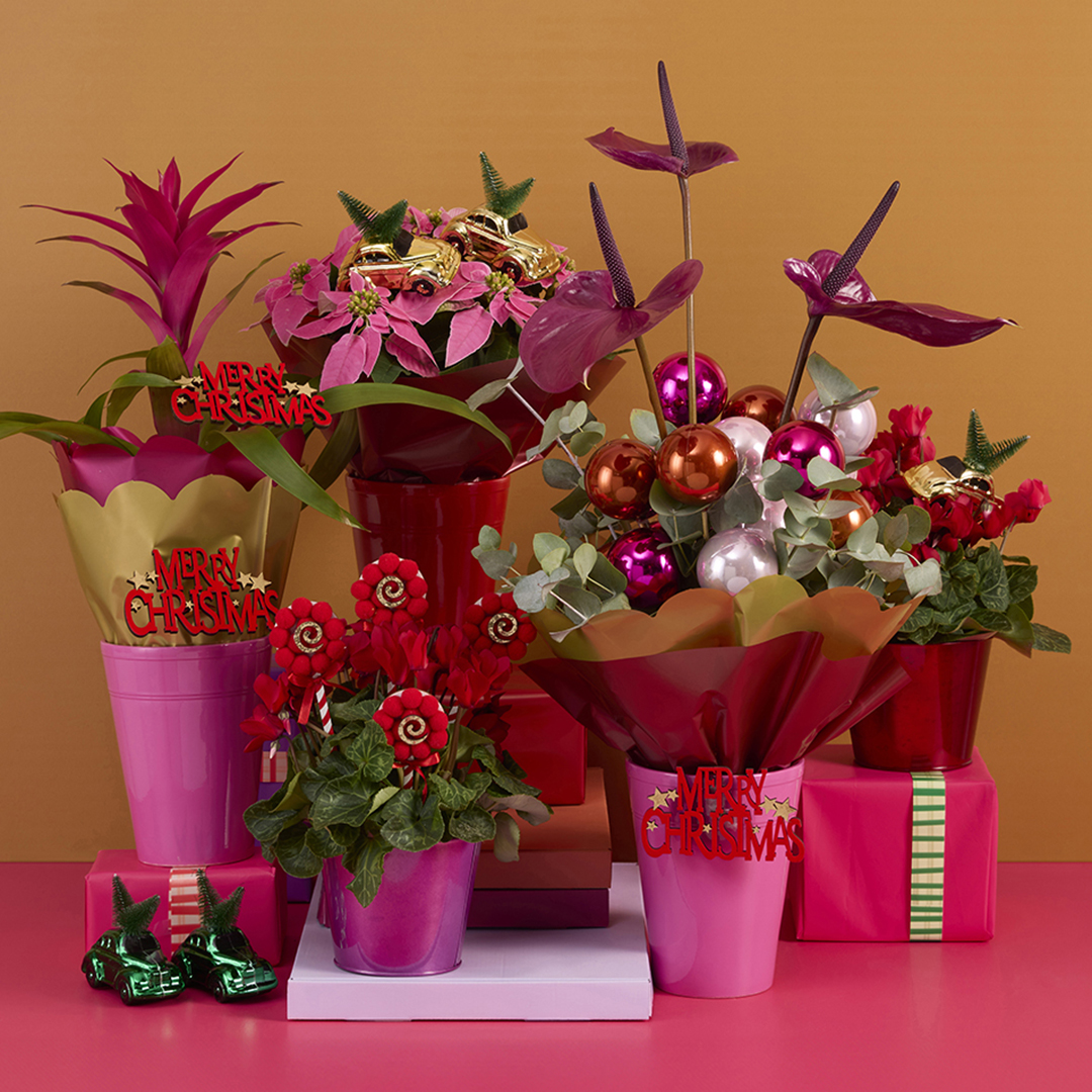 BIJNA KERST! Speciaal voor kerst hebben we een selectie gemaakt om waarde toe te voegen aan je arrangement of boeket.
nieuwsbrief.koenpack.com/t/t-85B7C4CD7D…
#kerstsale
#kerstdeco
#kerstballen
#kerstboeket
#kerstpotten
#kerststerren
#kerstmis
#kerstbloemen
#bloemenenplantenverpakkingen
#koenpack