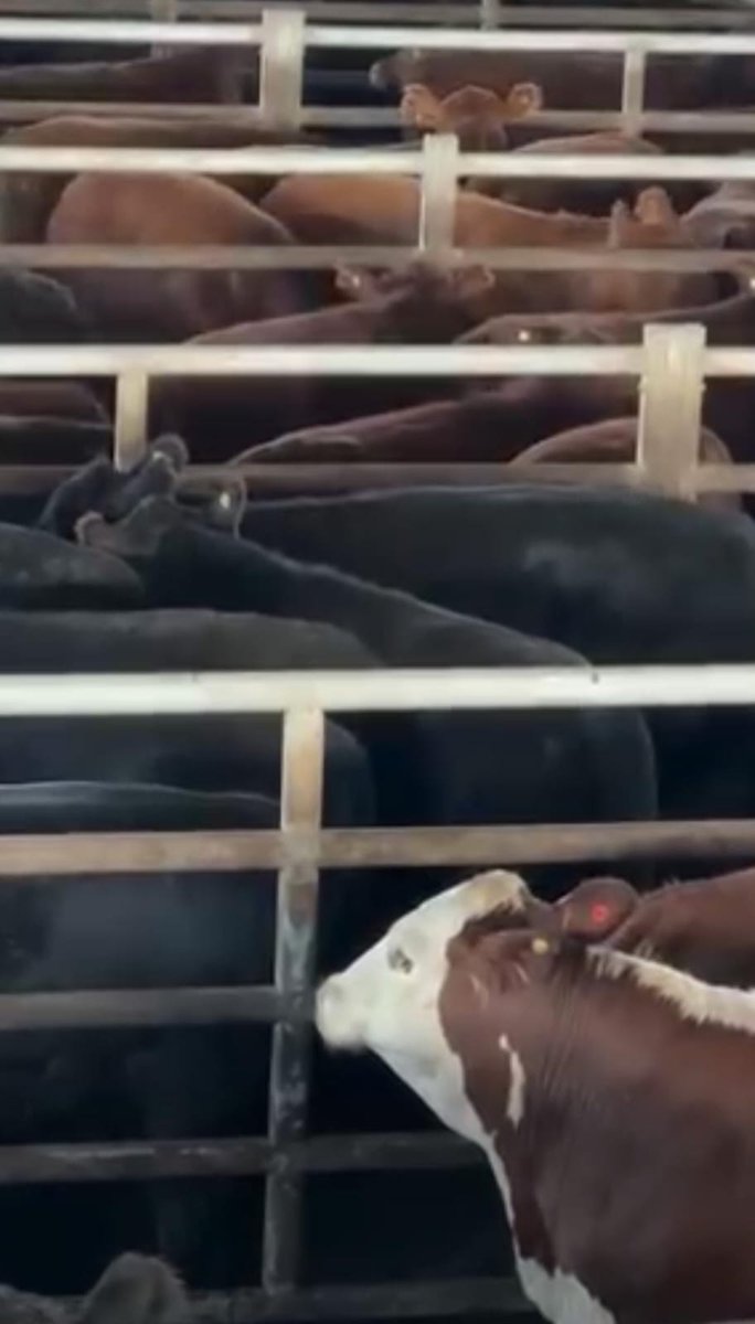 #Cañuelas Este martes ingresaron 5.632 vacunos en el Mercado Agroganadero. #ProvinciaRural por #RadioChascomúsAM1520