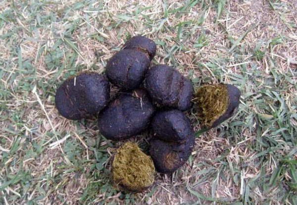 ممد مافی tweet media