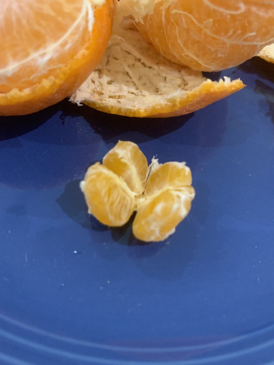 BYE MY TANGERINE WAS PREGNANT???