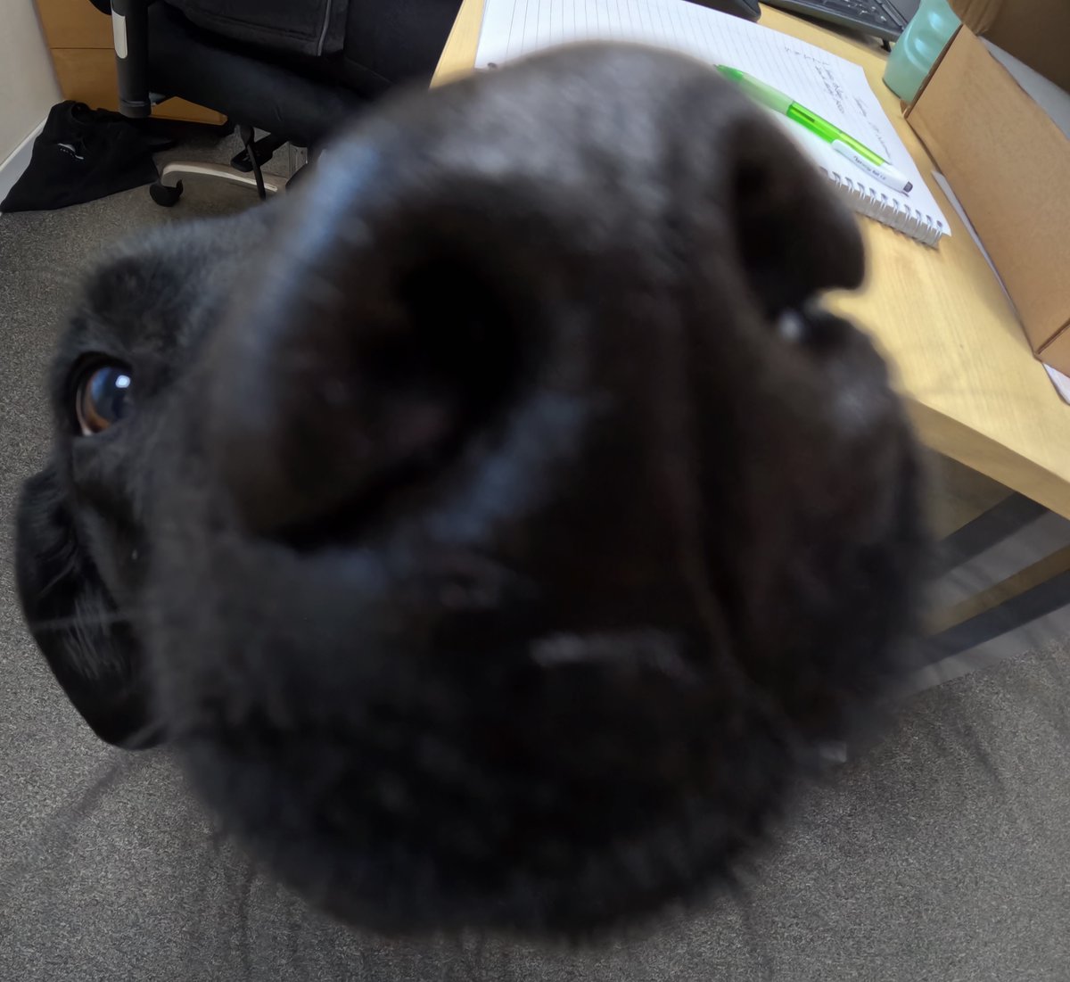 Cold and crisp morning at the Marina with some beautiful spots along the canal.
But even the best views are made better with some furry company in the office!