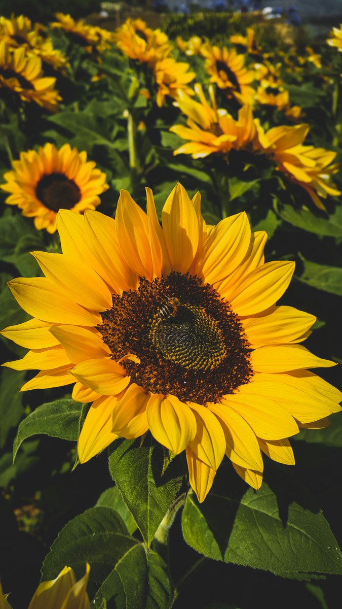 sunflowerchives's tweet image. sunflowers🌻