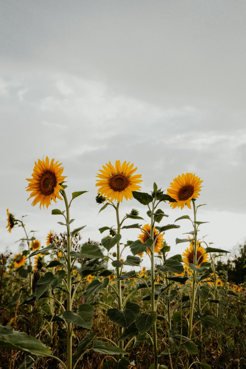 sunflowerchives's tweet image. sunflowers🌻