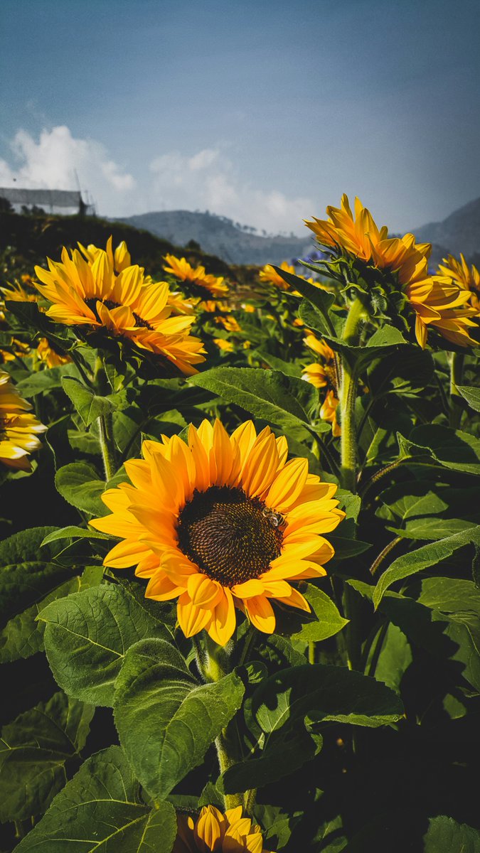 sunflowerchives's tweet image. sunflowers🌻