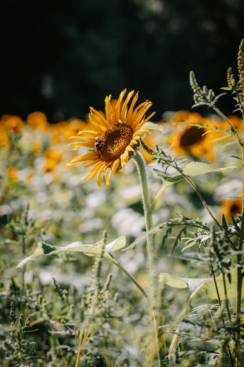 sunflowerchives's tweet image. sunflowers🌻
