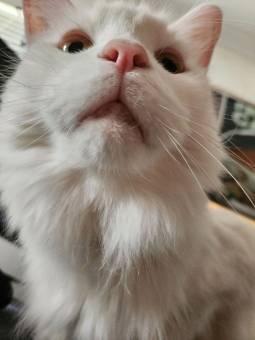 buenosoltoken's tweet photo. Make $Bueno THE MOST LIKED CAT 😼 https://t.co/ZHqRjdKqIY