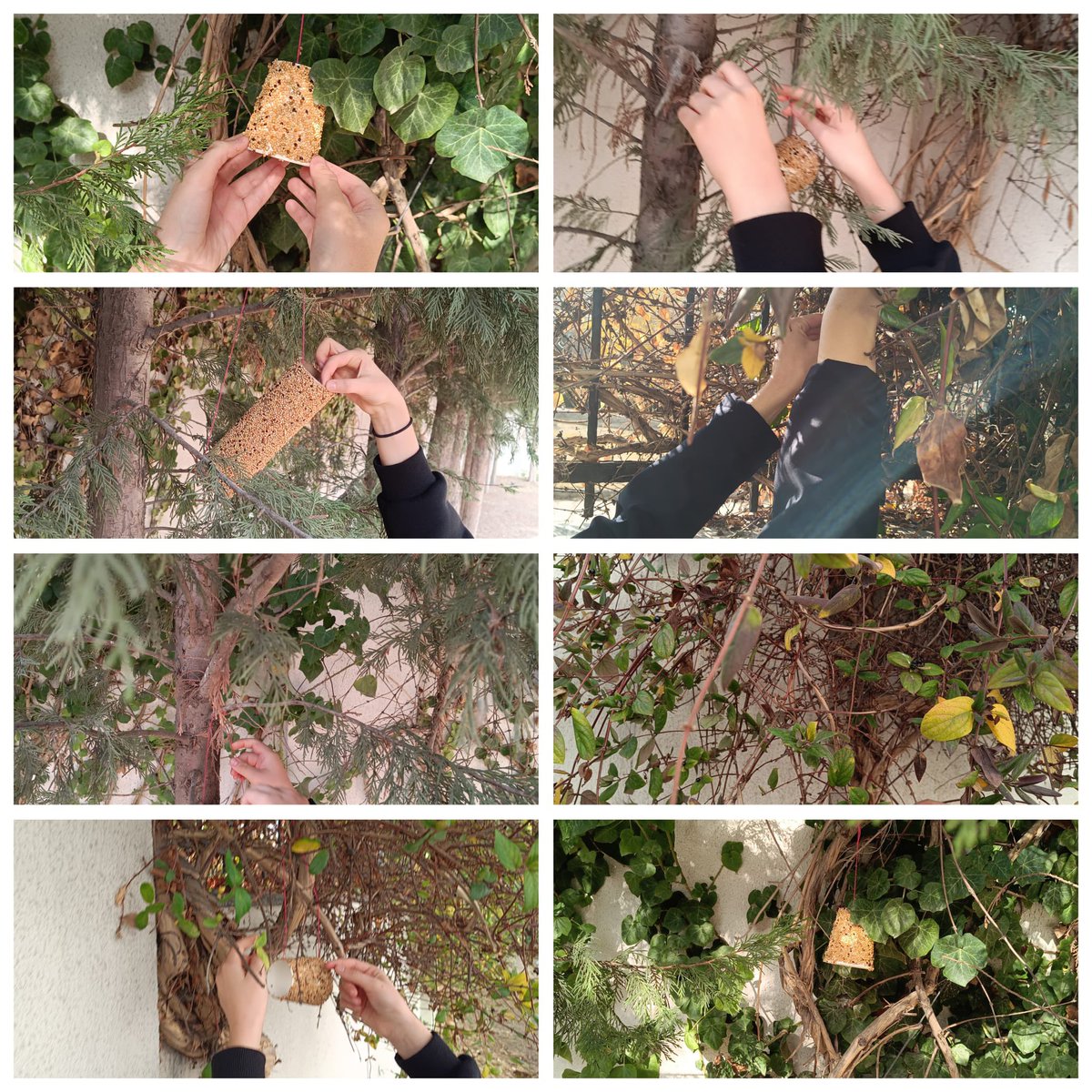 Doğa Koleji Eryaman Kampüsü (@eryamandoga) on Twitter photo Doğa ve Gelecek Kulübü olarak bu hafta öğrencilerimizle beraber geri dönüşüm ürünleri (plastik, karton) kullanarak kuş yemlikleri yapıp, doğayla buluşturduk. <a href="/DogaOkullari/">Doğa Koleji</a> Doğa ve Gelecek Kulübü olarak bu hafta öğrencilerimizle beraber geri dönüşüm ürünleri (plastik, karton) kullanarak kuş yemlikleri yapıp, doğayla buluşturduk. <a href="/DogaOkullari/">Doğa Koleji</a>