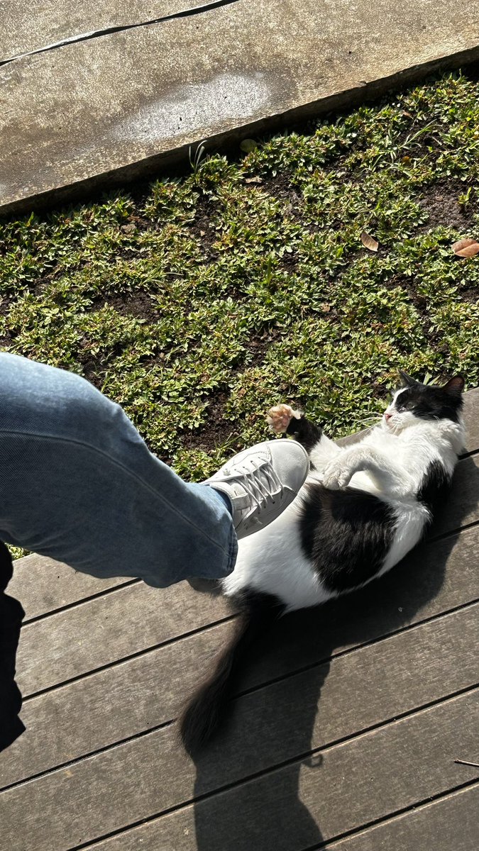 🐈: Ganggu aja para babu ini..