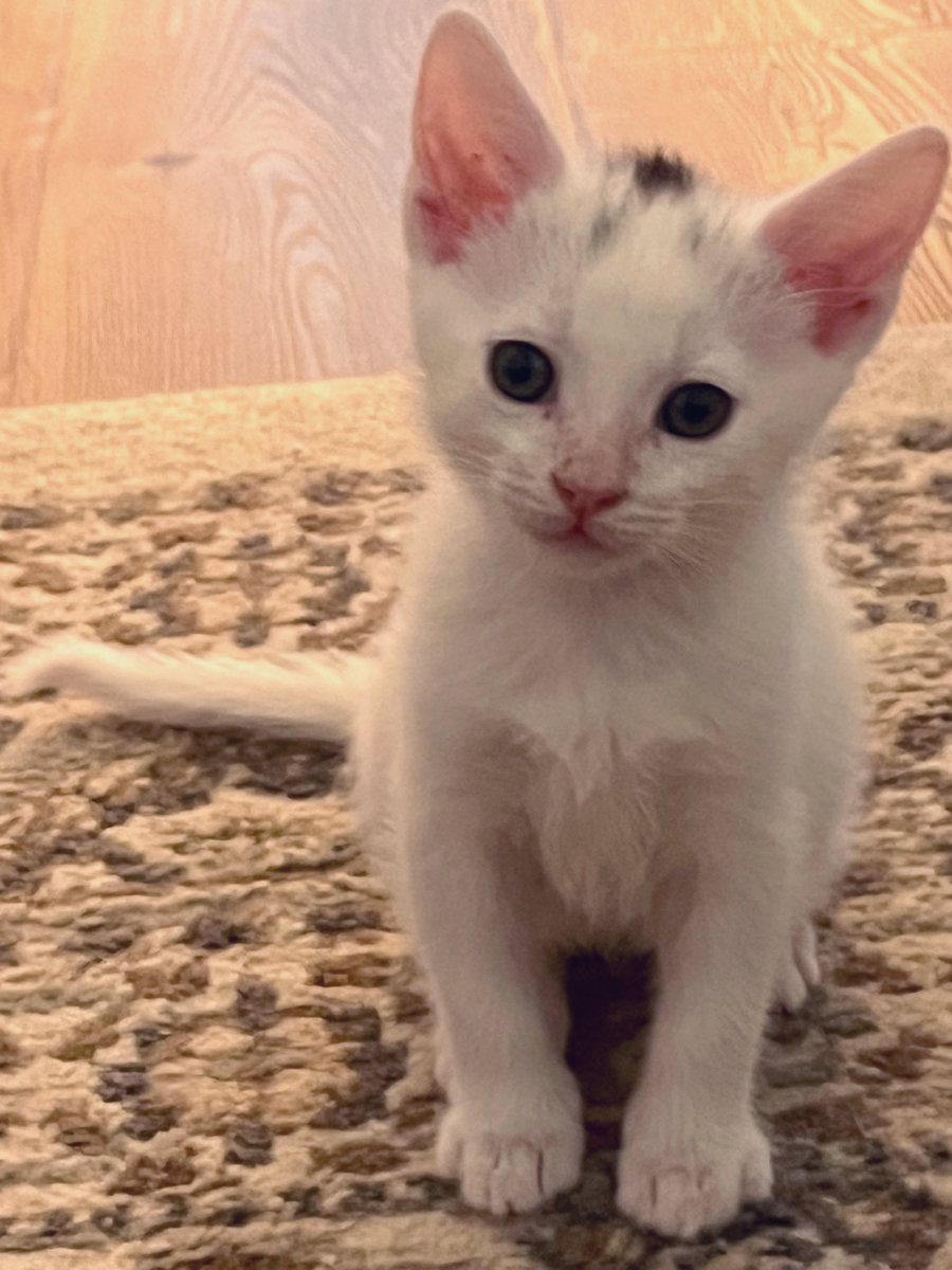 Foster_Fluff's tweet image. Contemplating life. #Spud #kittens #CatsOfTwitter