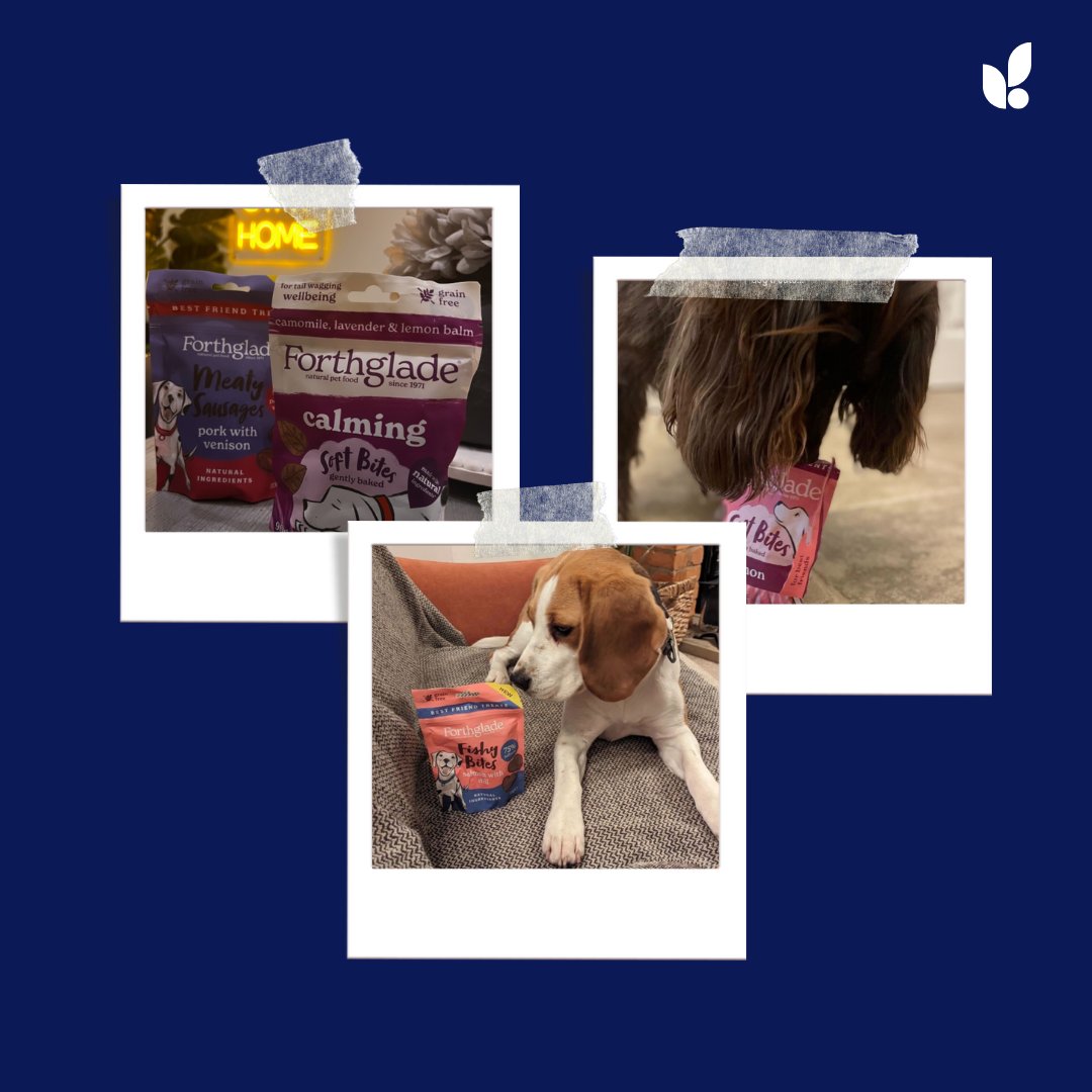thisisnovos's tweet image. Felt cute, might delete later! 🐾 Some of our Novipets are loving the treats from our client, @Forthglade, kindly delivered to the office 🐶

#forthglade #dogsofX