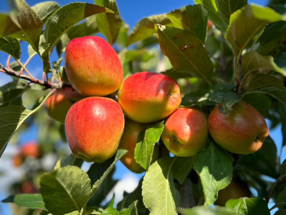 JazzAppleUK's tweet photo. Have you sunk your teeth in to a British grown JAZZ apple yet? They're available in all major supermarkets now so what are you waiting for?!?! #itsjazztime
.
.
.
.
#britishgrown #britishgrownapples #britishapples #britishgrownfruit #britishgrowers #alwaysrefreshing https://t.co/m4wsRCafik