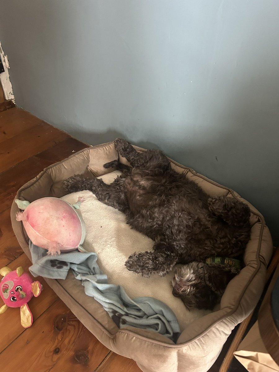 My assistant decided to take the day off since it’s been snowing 🐶