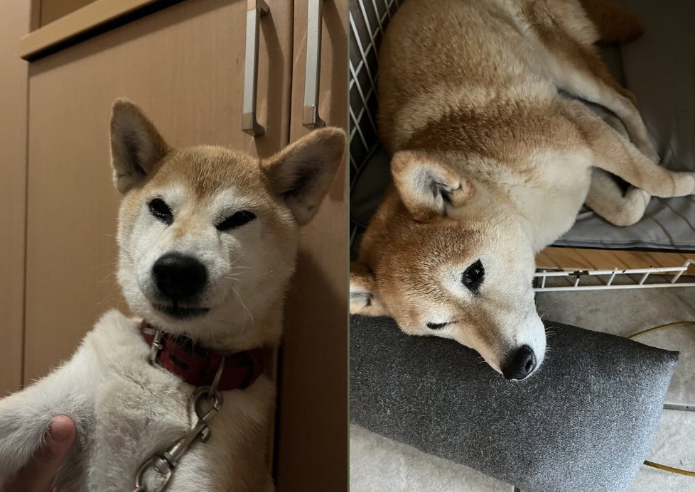 suznarii's tweet photo. 〈拡散希望〉

11/19の午後から行方不明です
帰宅した際首輪が外れてしまっていたため首輪はしていません。もし見かけた方がいらっしゃったらDMで教えてください

しずく  
柴犬(赤)
10歳
犬が苦手、臆病
痩せ型、頭の毛が一部白い、耳が大きい

 #茨城県 #那珂市 #柴犬 #迷子犬 #盗難  #拡散希望 https://t.co/2NcqpJX8jl