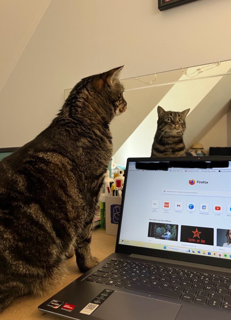 saturnethecat's tweet photo. Punaise c’est qui ce beau gosse dans le miroir 😼 https://t.co/NUH2gM5ESu