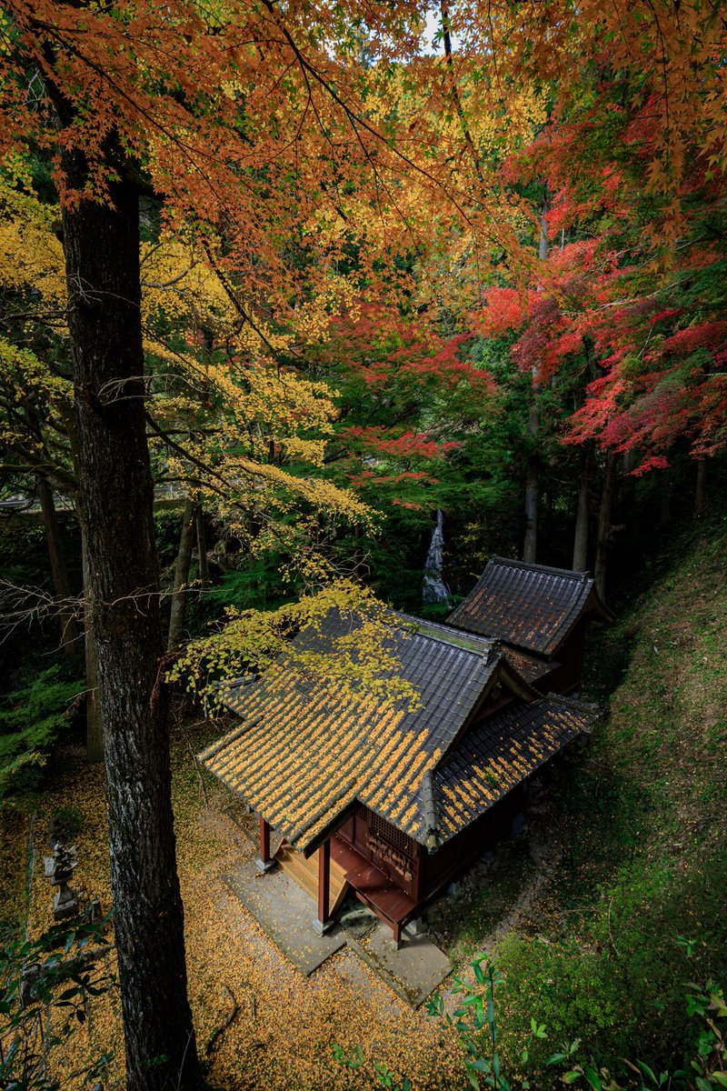 plain_tree's tweet photo. 急に寒くなったので紅葉早よ来い🍁

#紅葉
#神社
#滝
#東京カメラ部
#キャノン党でほめあいたい https://t.co/BHVwNNxhud