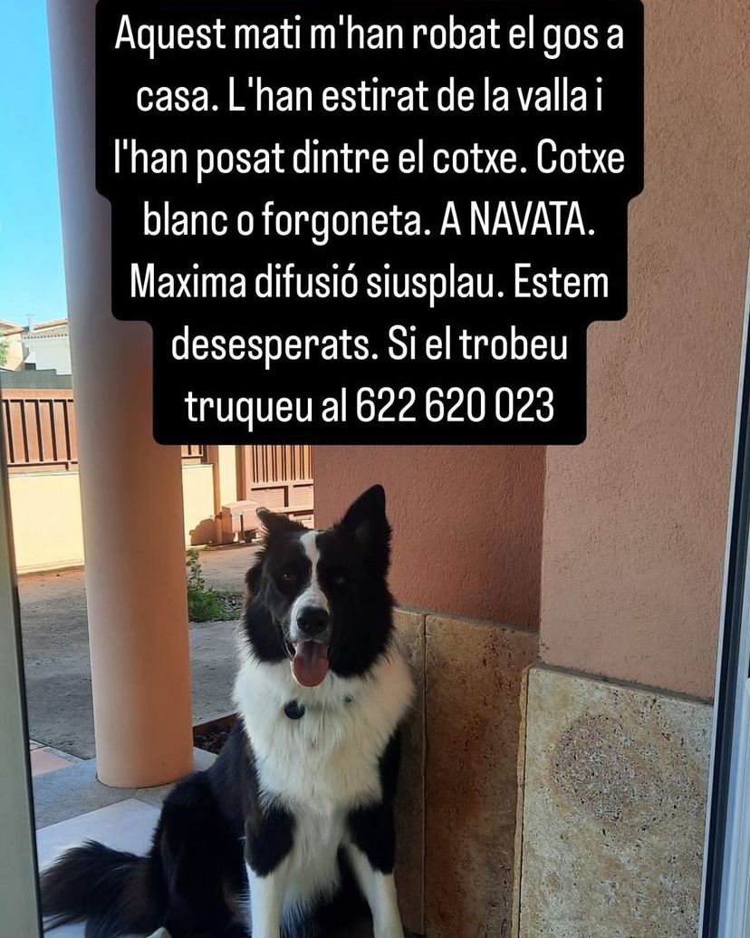 areagossosbdn's tweet image. 🚨SECUESTRO DE PERROS🚨
 KOLLIE fue secuestrado de su casa en #CaldesdeMalavella
#Girona, el 26 de octubre pasado.
De esta localidad a #Navata, ciudad donde han secuestrado a LUCKY, hay apenas 45 minutos en coche.
Algo está pasando en el Pla de L&apos;Estany, @mossos
Mucho cuidado🐶‼️