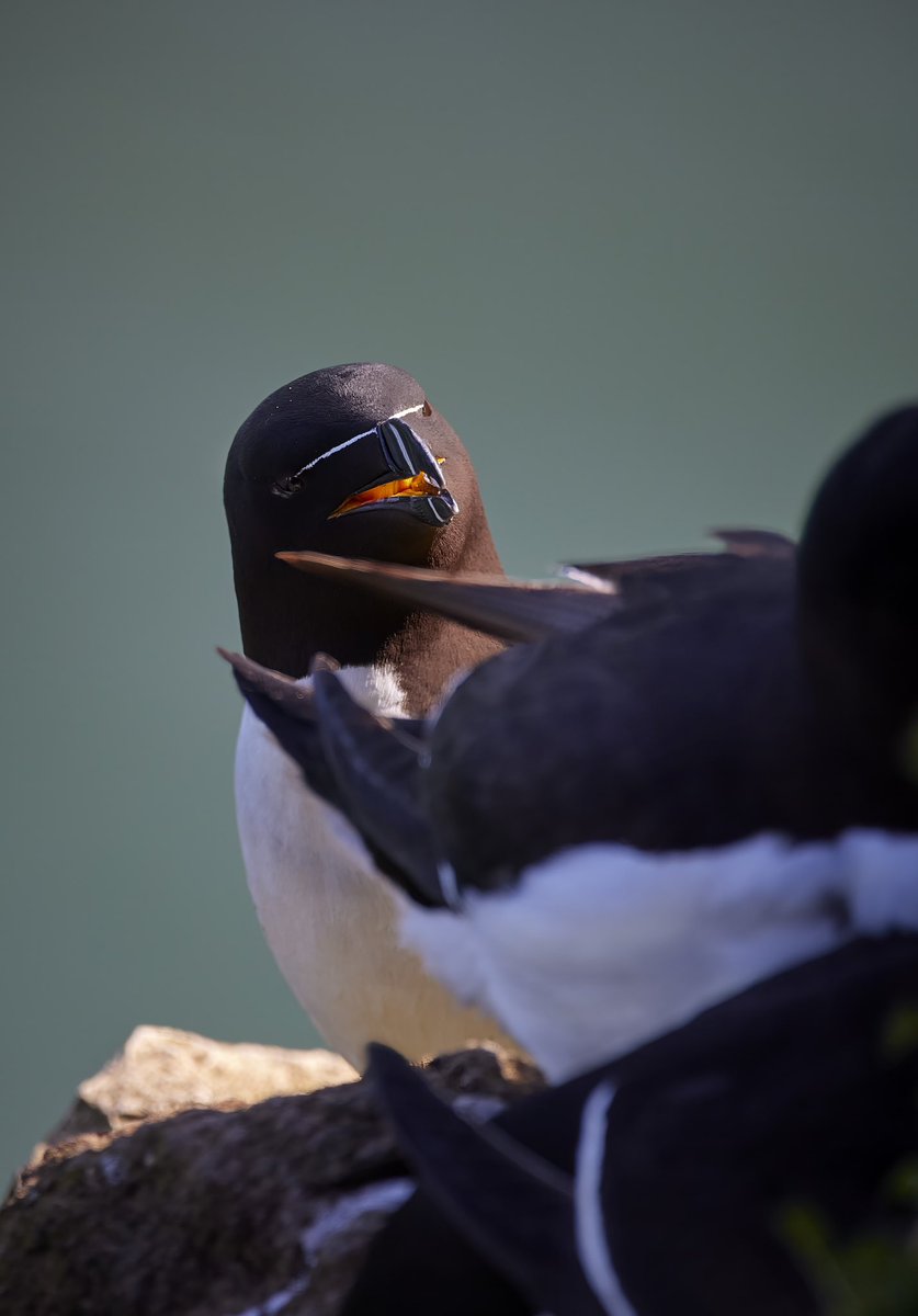 FreemanWildlife's tweet photo. Here’s some images I shot of the Razorbills at RSPB Bempton Cliffs this summer. Such an amazing bird to see and photograph. I hope you like them.  #razorbills #razorbill #rspb #benptoncliffs #birds #seabird #birdphotography #birdphotographer https://t.co/6Y3YEgz65V