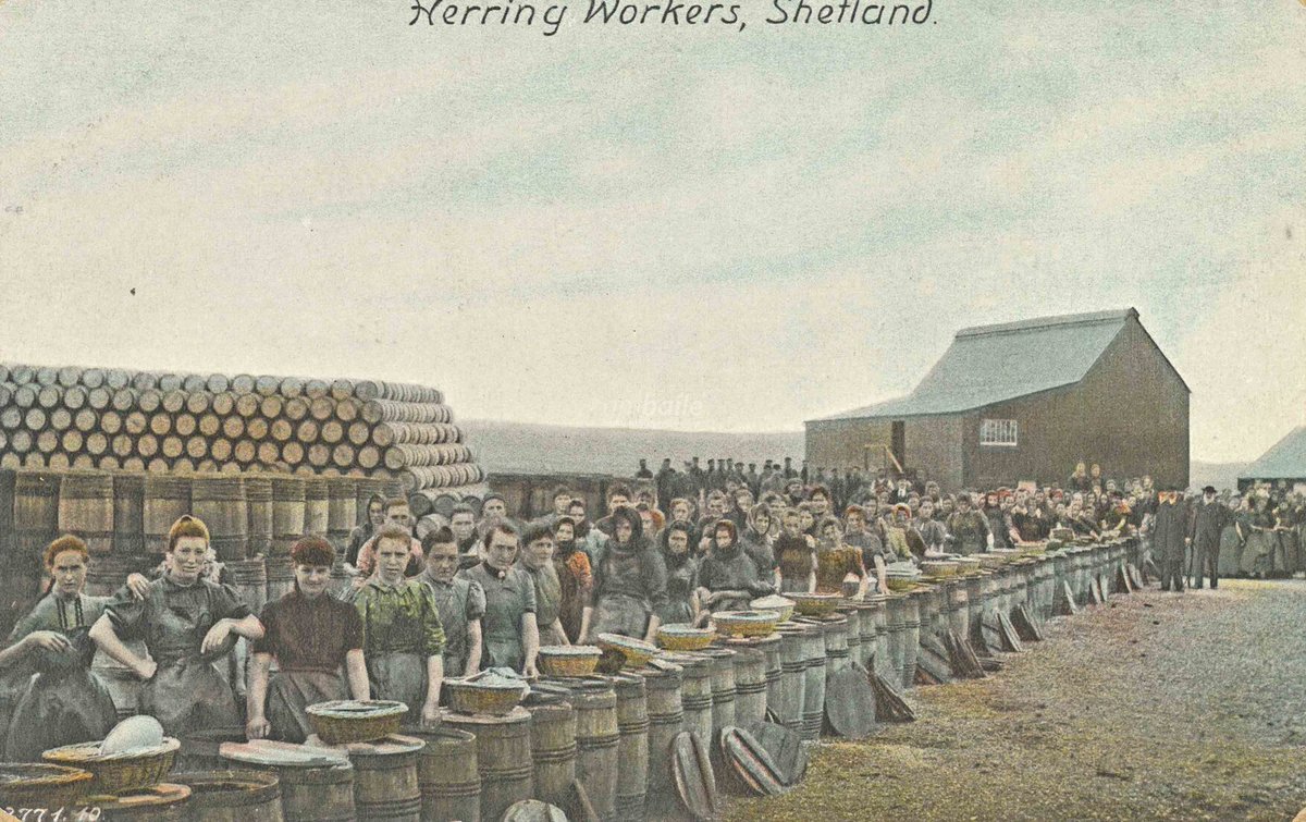 Some of the women and girls who worked packing layers of herring and salt into barrels, #Shetland, undated

[source: HLH Archives, D1751/2/1/22]