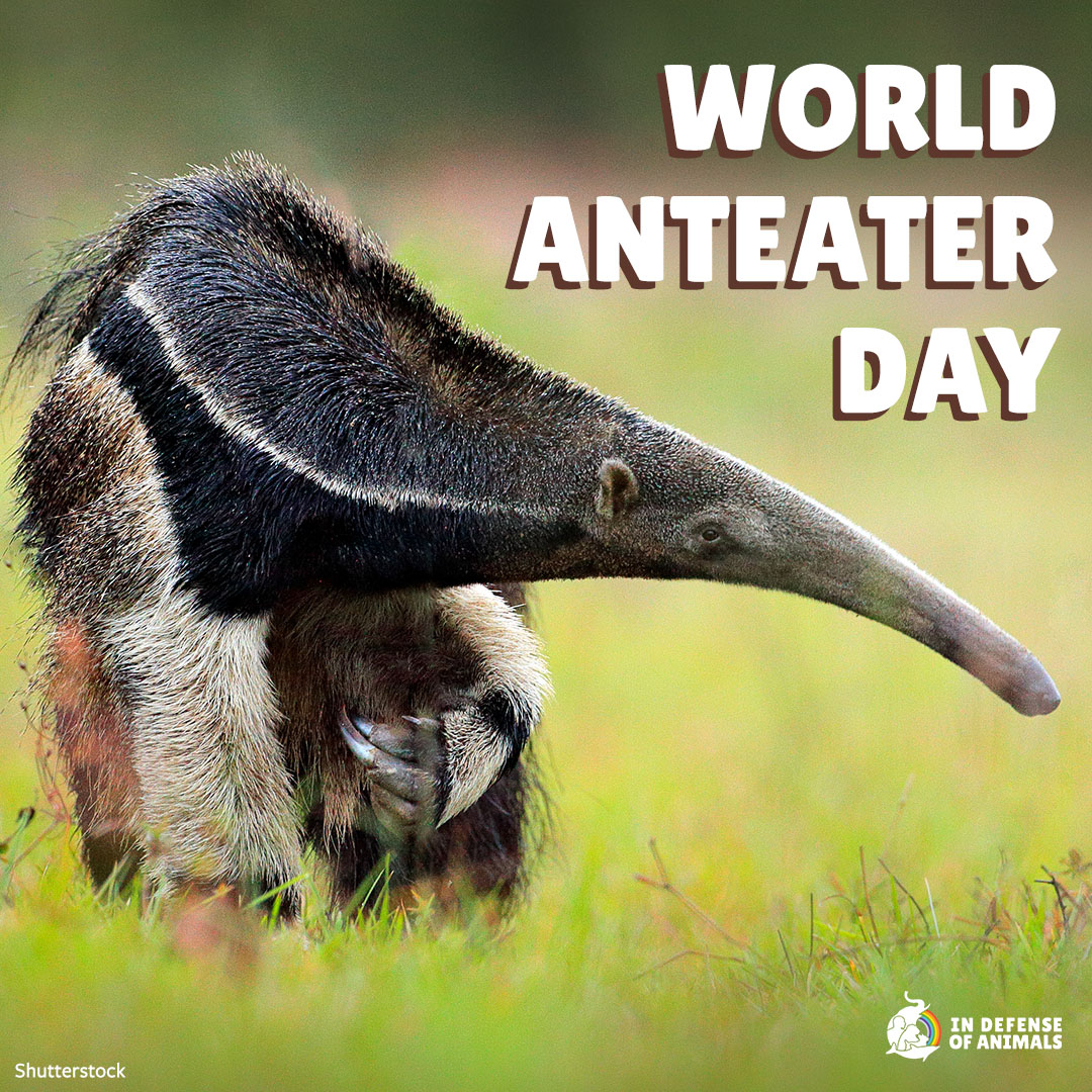 In Defense Of Animals tweet media