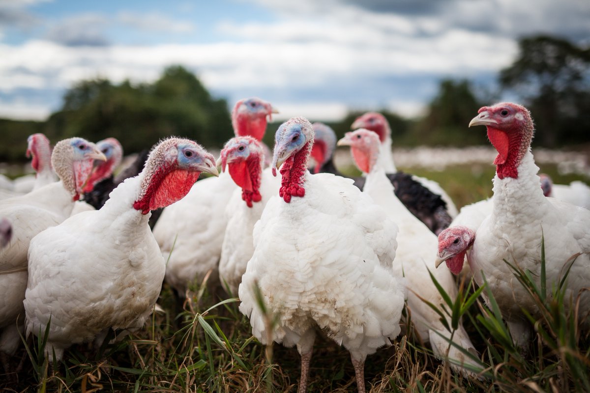 Thanksgiving is around the corner! If you're seeing higher turkey and egg prices this year, <a href="/uarkaeab/">Uark Agricultural Economics & Agribusiness</a>'s Jada Thompson can tell you why. Listen to Food, Farms &amp; Forests: aaes.uada.edu/podcast/feast-… <a href="/AginArk/">UA System Div of Ag</a> <a href="/AgIsAmerica/">Agriculture is America</a>
