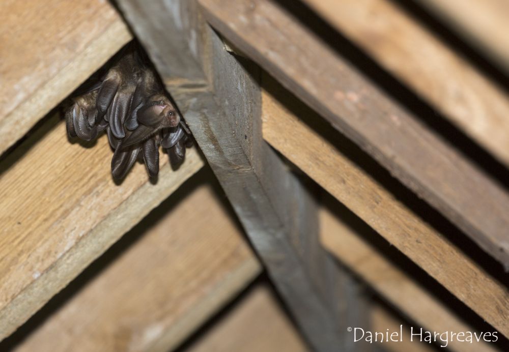Did you know that bats don't roost in the same place all year around? Find more about bat roosts: bats.org.uk/about-bats/whe…