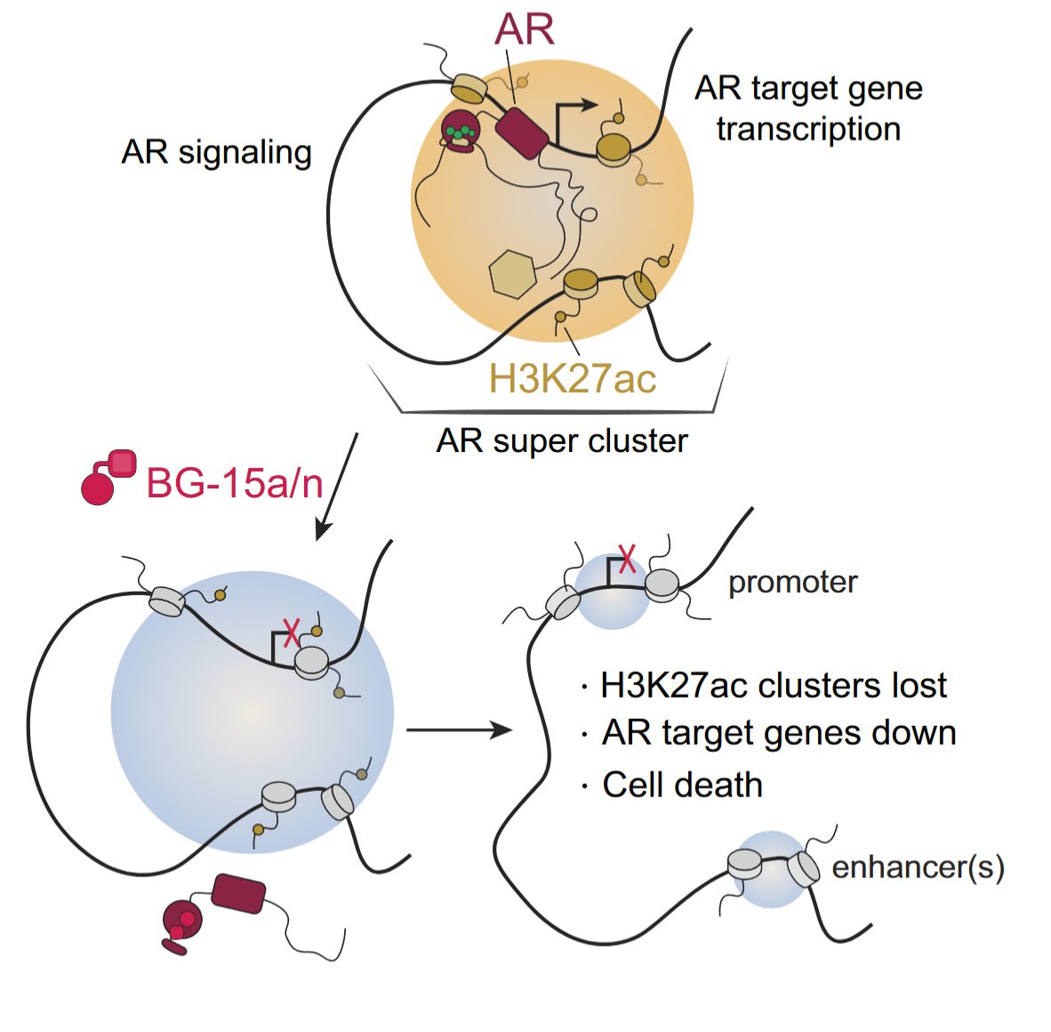 Our newest paper is out today in PNAS!
Small-molecule disruption of androgen receptor–dependent chromatin clusters pnas.org/doi/10.1073/pn…