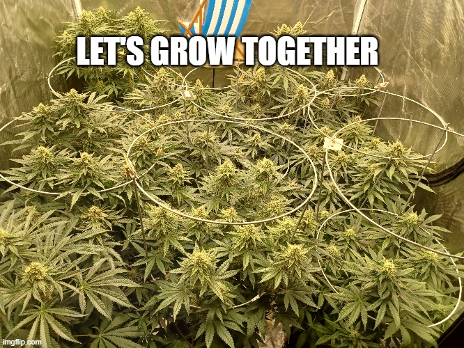 Loupey Gardener tweet media
